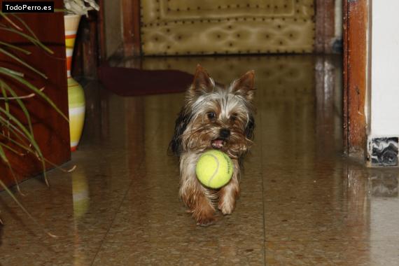 La foto del perro