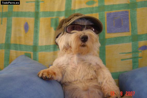 La foto del perro