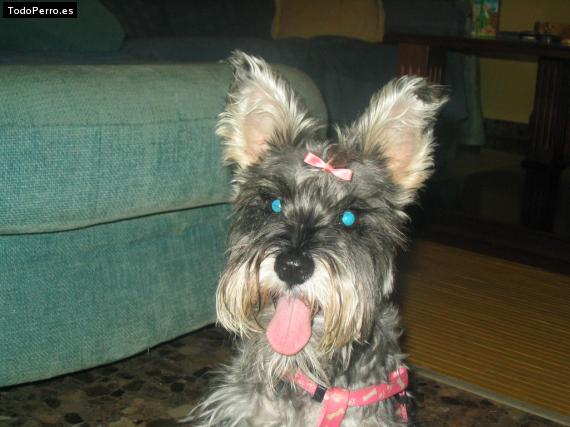 La foto del perro