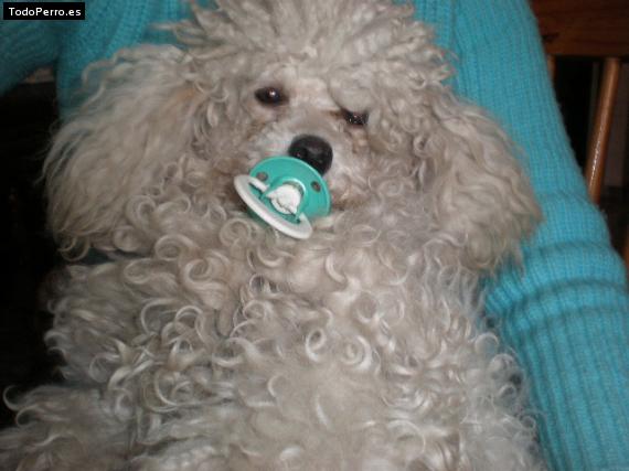 La foto del perro