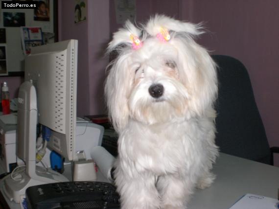 La foto del perro