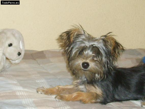 La foto del perro