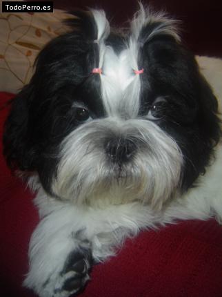 La foto del perro