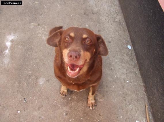 La foto del perro