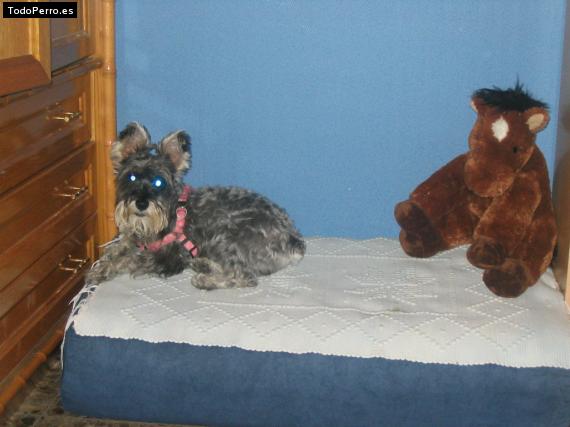 La foto del perro