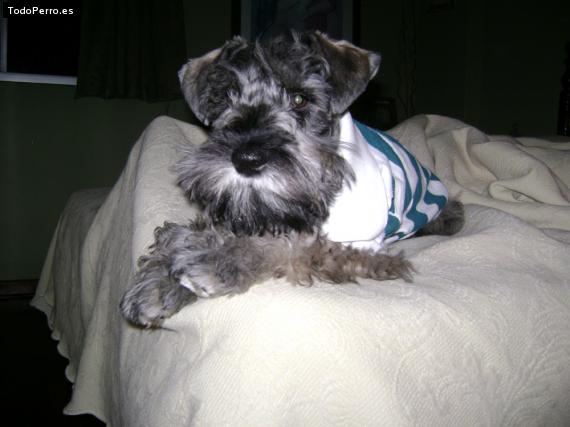 La foto del perro