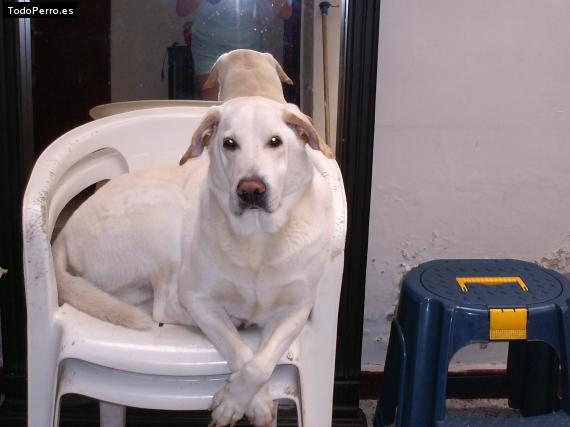 La foto del perro