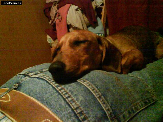 La foto del perro
