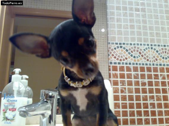La foto del perro