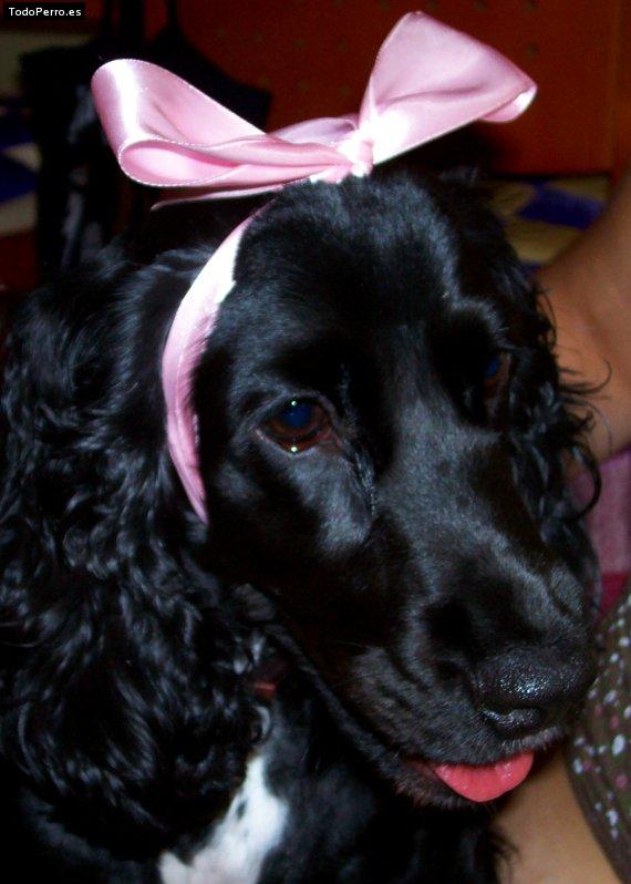 Foto del perro Rita