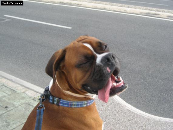 La foto del perro