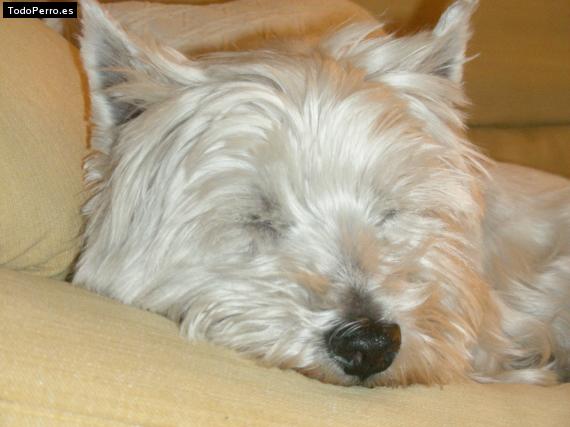 La foto del perro