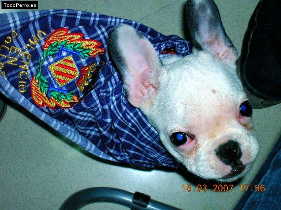 La foto del perro