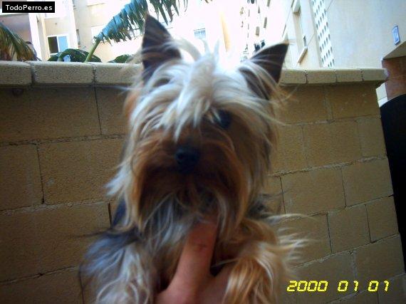 Foto del perro Nano