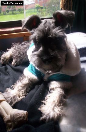 La foto del perro