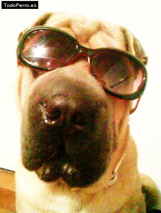 La foto del perro
