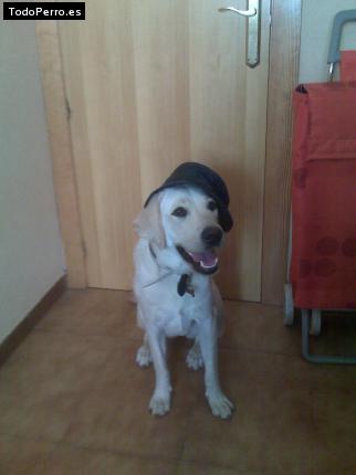 La foto del perro