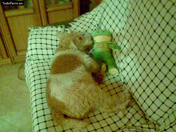 La foto del perro