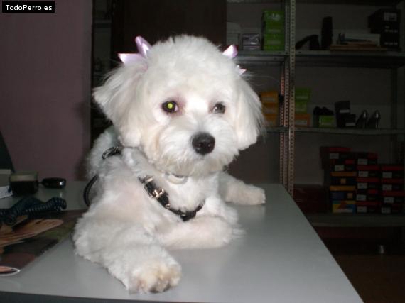 La foto del perro