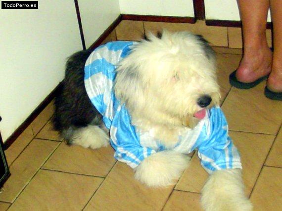 La foto del perro