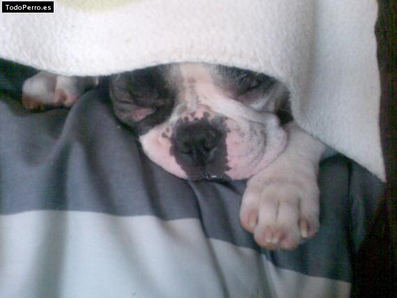 La foto del perro