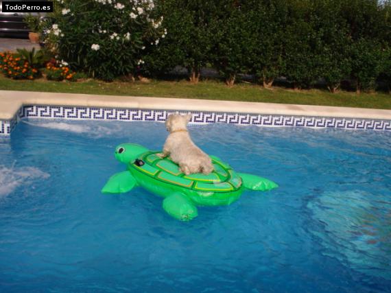 La foto del perro