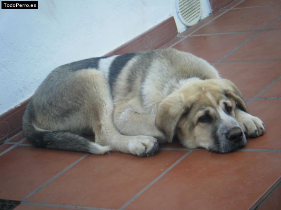 La foto del perro
