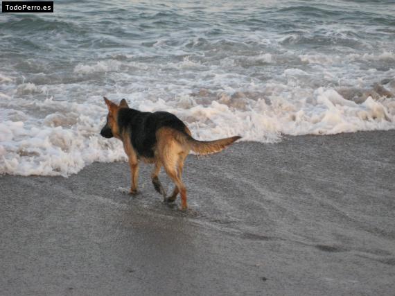 La foto del perro