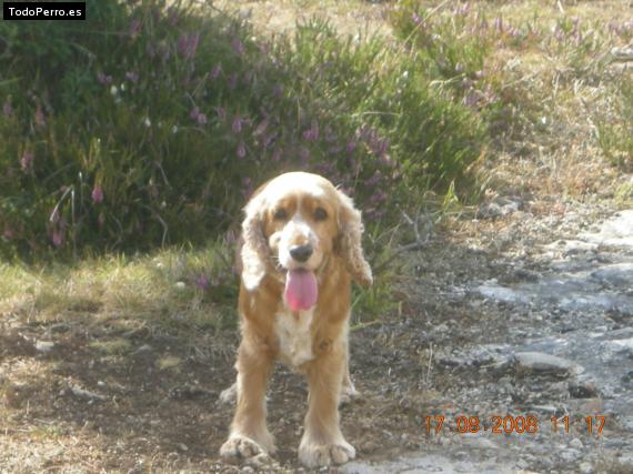 La foto del perro