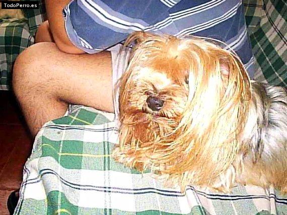 La foto del perro