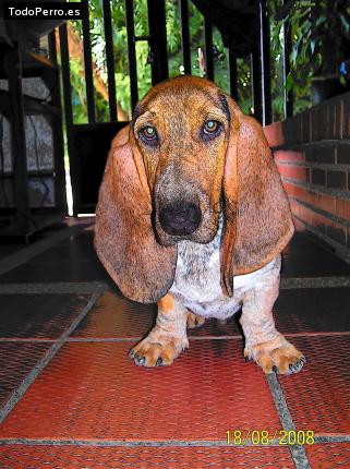 La foto del perro