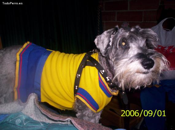 La foto del perro