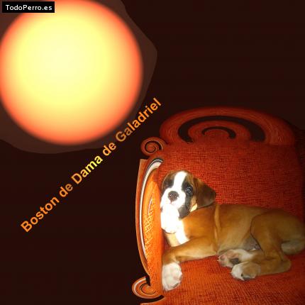 La foto del perro