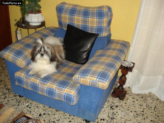 La foto del perro