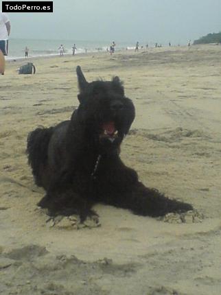 La foto del perro