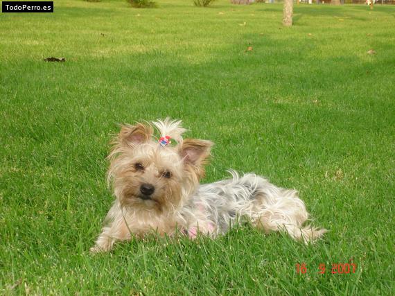 La foto del perro