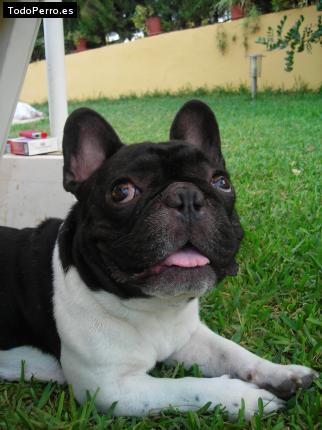 La foto del perro