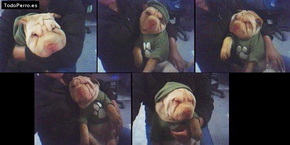 La foto del perro
