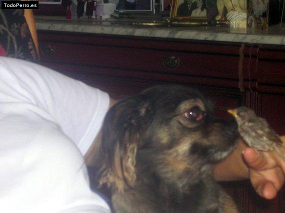 La foto del perro