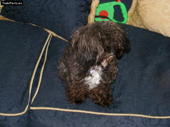 La foto del perro