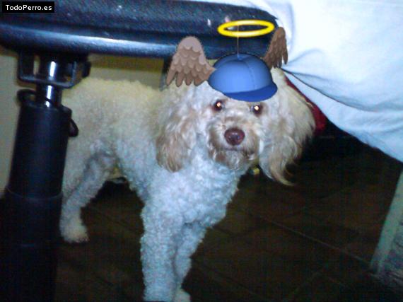 La foto del perro