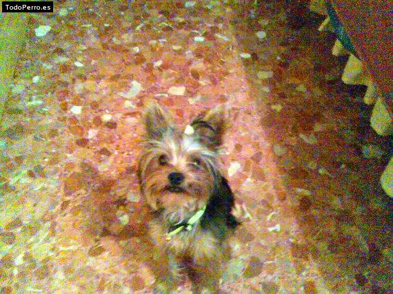 La foto del perro