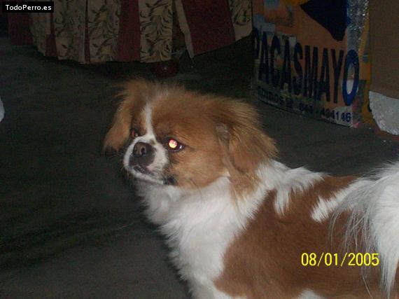 La foto del perro