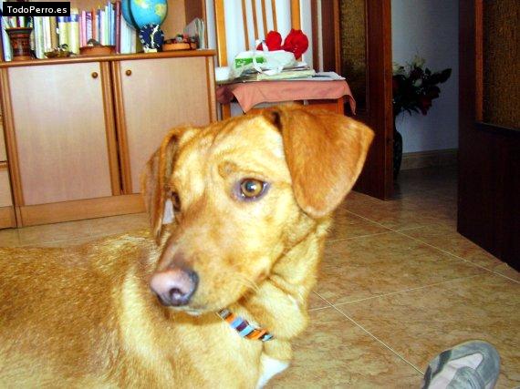 La foto del perro