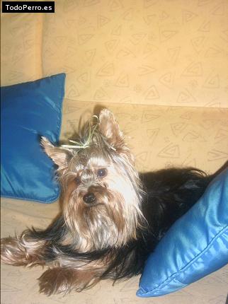 La foto del perro