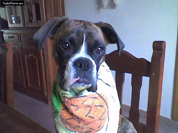 La foto del perro