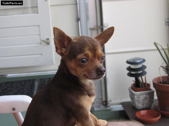 La foto del perro