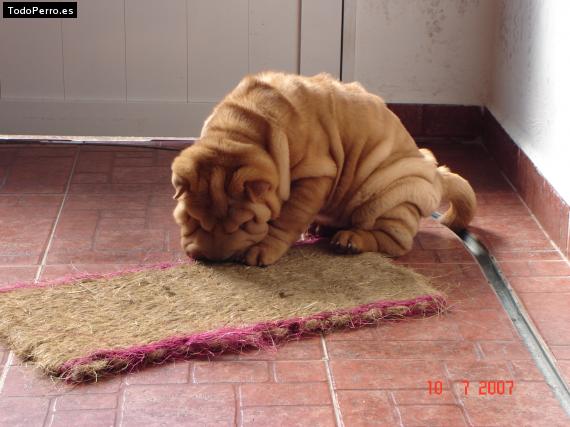 La foto del perro