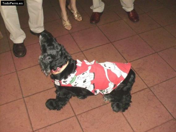 La foto del perro