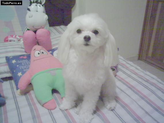 La foto del perro